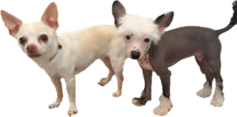 Two small dogs