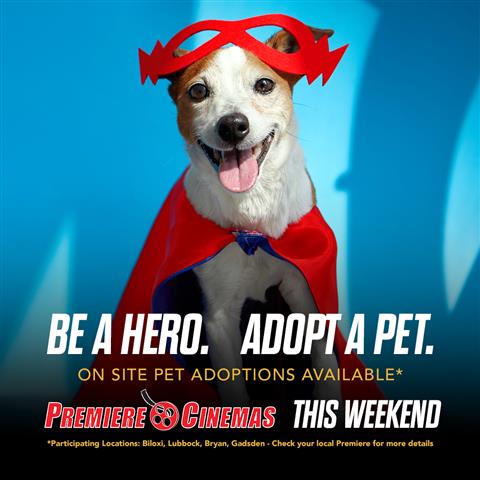 Pet Adoptions image
