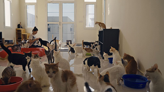 25 CATS FROM QATAR with Filmmaker Q&A Movie Poster