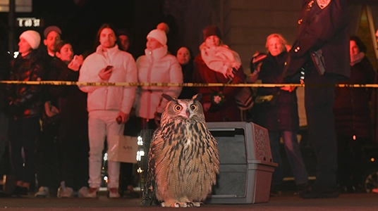 National Owl Day: WILD INSIDE Movie Poster